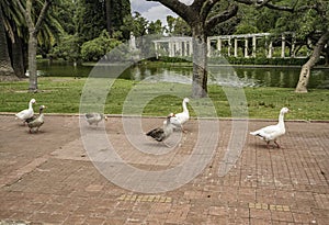 Walking geese in Rosedal park in Buenos Aires photo