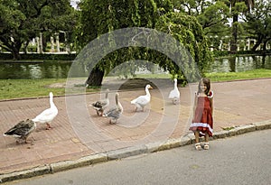 Walking geese in Rosedal park in Buenos Aires photo