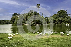 Walking geese in Rosedal park in Buenos Aires photo