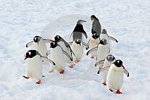 Walking Gentoo Penguins