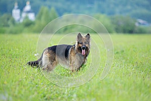 Walking German shepherd dog long-haired outdoor portrait