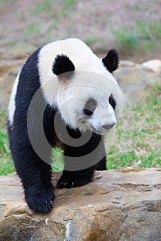 Walking giant panda