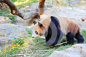 A walking giant panda in the zoo