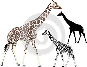 Walking giraffe
