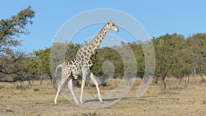 Walking giraffe