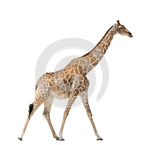 Walking Giraffe isolated on white