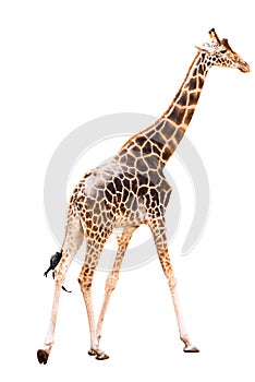 Walking giraffe isolated on white background