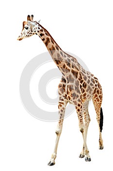 Walking giraffe isolated on white background