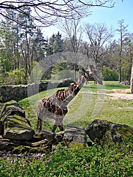 Walking giraffe in zoo during summer