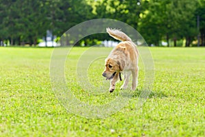 Walking golden retriever dog on green grass on a summer day.Labrador retriever portrait on the grass. copy space