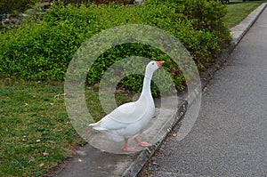 Walking goose