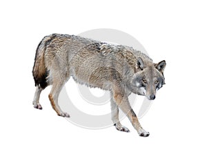 Walking gray wolf isolated on white