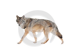 Walking gray wolf isolated on white