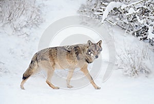 walking gray wolf in the snow in forest