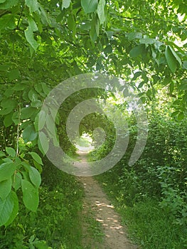 Walking into a green shady tunnel