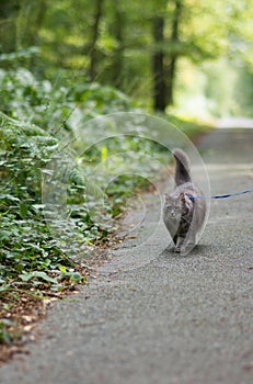 Walking with grey siberian cat in forest park