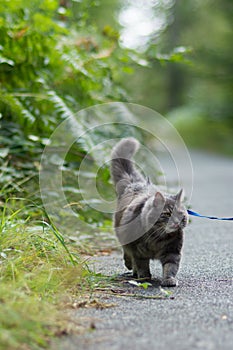 Walking with grey siberian cat in forest park