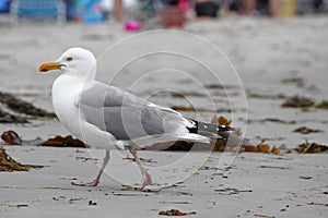 Walking Gull