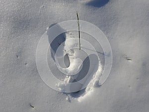 Shoemarks in snow white grounds - Bois de Boulogne, near Paris - France.