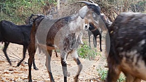 Walking herd of goats in the countryside in India