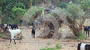 Walking herd of goats in the countryside in India