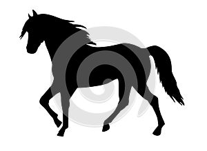 Walking horse black silhouette isolated on white background