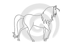 Walking Horse Cartoon On Isolated White Background