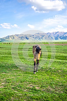 Walking horse on a green meadow