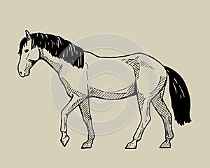 Walking horse, hand drawn illustration