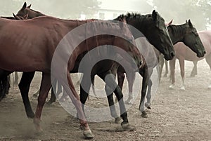 Un caballo rebano 