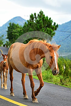 Walking horse on highway lane