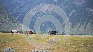 Walking Horse. The horse moves slowly against the background in Altay mountains