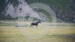 Walking Horse. The horse moves slowly against the background in Altay mountains