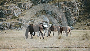 Walking Horse. The horse moves slowly against the background in Altay mountains