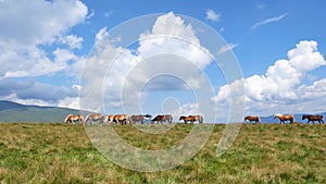 Walking Horse. The horse moves slowly against the background of the grazing herd.