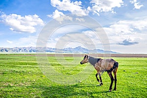 Walking horse - landscape of green field