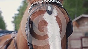 A walking horse rests in a stall of a farm