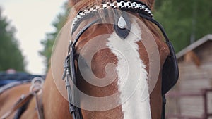 A walking horse rests in a stall of a farm