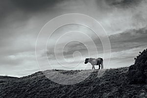 Walking Horse Silhouette