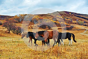 The walking horses on the grassland