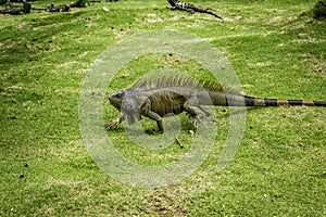 Walking Iguana
