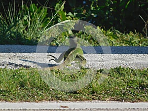 walking iguana on keys islands of florida