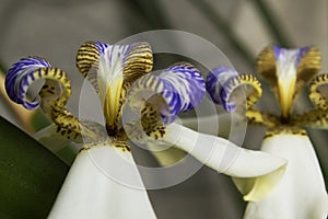 Walking Iris: White/Purple , Apostle Plant