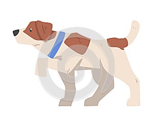 Walking Jack Russell Terrier, Cute Pet Animal with Brown and White Coat Cartoon Vector Illustration