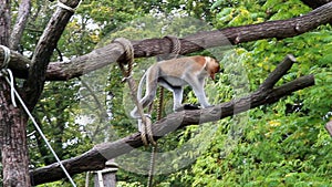 Walking and jumping proboscis monkey