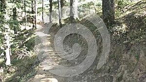 Walking on jungle mountain Trekking track at Naldehra Shimla Himachal Pradesh