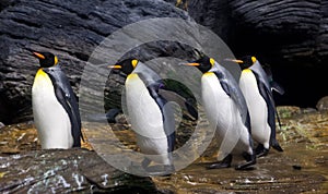 Walking king Penguins