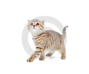 Walking kitten or cat striped isolated studio