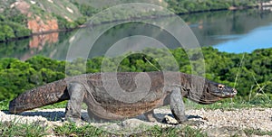 Walking komodo dragon. Scientific name: Varanus Komodoensis. Indonesia. Rinca Island