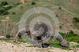 Walking Komodo dragon stuck out forked tongue and sniff air.